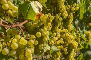 Weinreben