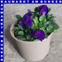 Hornveilchen Viola cornuta T9