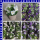 Hornveilchen Viola cornuta T9