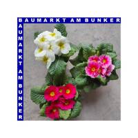 Primel Primula Vulgaris T10,5