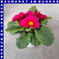 Primel Primula Vulgaris T10,5