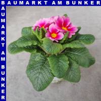 Primel Primula Vulgaris T10,5