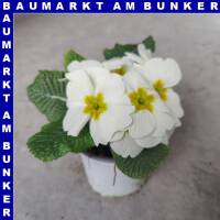 Primel Primula Vulgaris T10,5