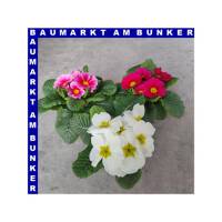 Primel Primula Vulgaris T10,5