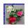Primel Primula Vulgaris T10,5