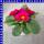 Primel Primula Vulgaris T10,5
