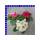 Primel Primula Vulgaris T10,5
