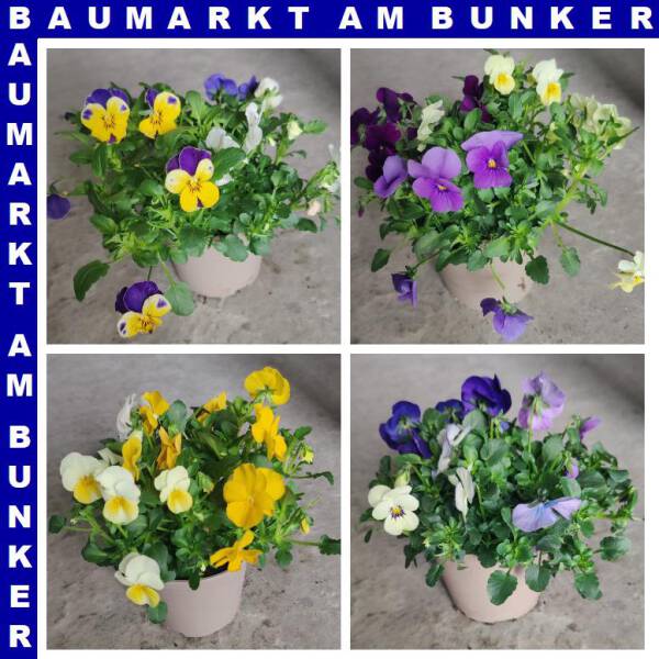 Hornveilchen Viola cornuta Trio T12