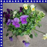 Hornveilchen Viola cornuta Trio T12