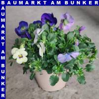 Hornveilchen Viola cornuta Trio T12