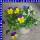 Hornveilchen Viola cornuta Trio T12