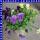 Hornveilchen Viola cornuta Trio T12