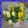 Hornveilchen Viola cornuta Trio T12