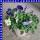 Hornveilchen Viola cornuta Trio T12