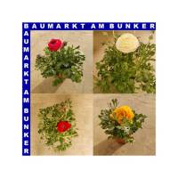 Ranunkeln Ranunculus Gemisch T12