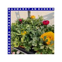 Ranunkeln Ranunculus Gemisch T12