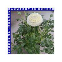 Ranunkeln Ranunculus Gemisch T12