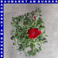 Ranunkeln Ranunculus Gemisch T12