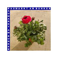 Ranunkeln Ranunculus Gemisch T12