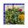 Ranunkeln Ranunculus Gemisch T12