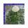 Ranunkeln Ranunculus Gemisch T12