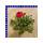 Ranunkeln Ranunculus Gemisch T12