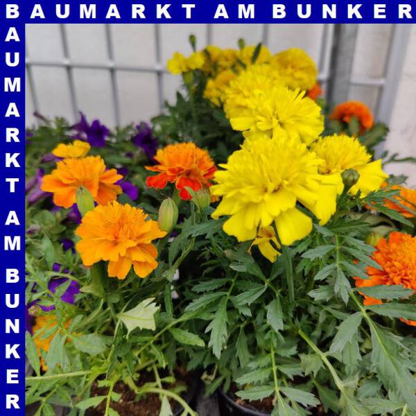 Studentenblume Tagetes Patula Nana 9 cm Topf