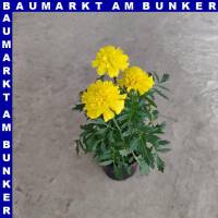 Studentenblume Tagetes Patula Nana 9 cm Topf