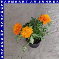 Studentenblume Tagetes Patula Nana 9 cm Topf