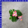Eisbegonie, Begonia Schiefblatt, Gottesauge T9