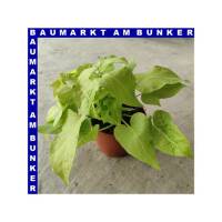 Ipomoea batatas Süßkartoffel 12 cm Topf