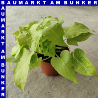 Ipomoea batatas Süßkartoffel 12 cm Topf