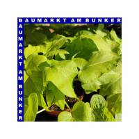 Ipomoea batatas Süßkartoffel 12 cm Topf