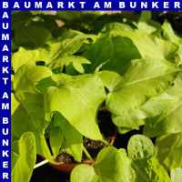 Ipomoea batatas Süßkartoffel 12 cm Topf