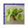 Ipomoea batatas Süßkartoffel 12 cm Topf