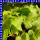 Ipomoea batatas Süßkartoffel 12 cm Topf