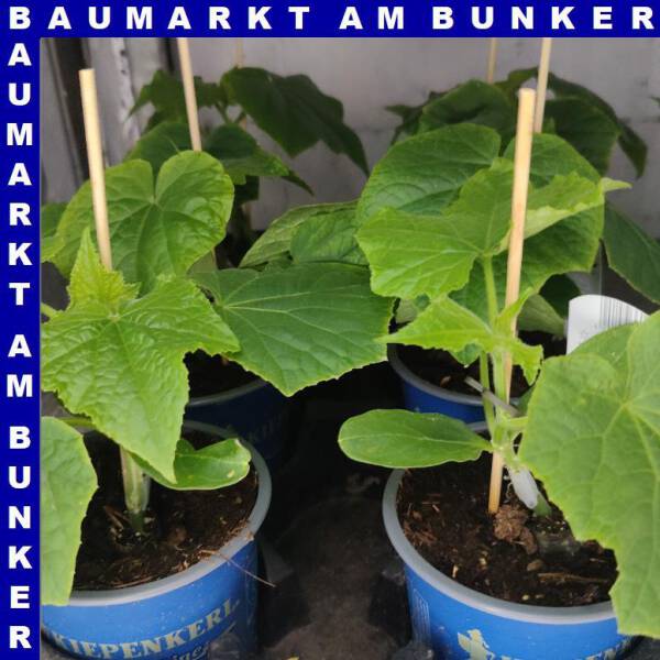 Veredelte Schlangengurken Salatgurke Maxime 12 cm Topf