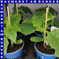 Veredelte Schlangengurken Salatgurke Maxime 12 cm Topf