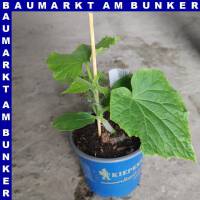 Veredelte Schlangengurken Salatgurke Maxime 12 cm Topf