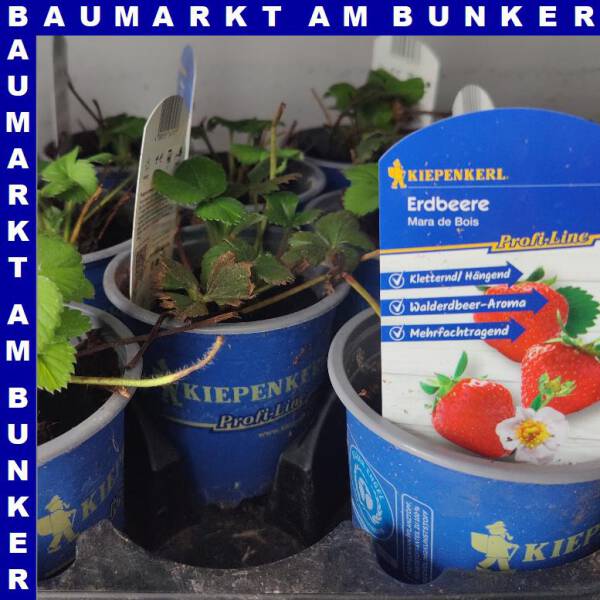 Erdbeeren Mara de Bois 10,5 cm Topf