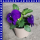 Hornveilchen Viola wittrockiana T9