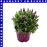 Lavendel Lavandula stoechas 13 cm Topf