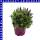 Lavendel Lavandula stoechas 13 cm Topf