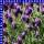 Lavendel Lavandula stoechas 13 cm Topf