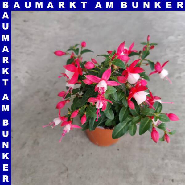 Fuchsia Stehend verschiedene Farben 10 cm Topf