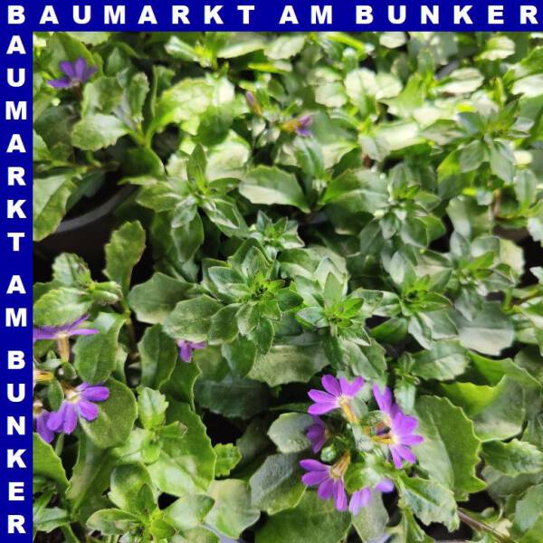 Scaevola aemula Fächerblume 12 cm Topf