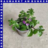 Scaevola aemula Fächerblume 12 cm Topf