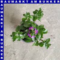 Scaevola aemula Fächerblume 12 cm Topf