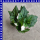 Knollenbegonie Begonia tuberhybrida 12 cm Topf