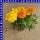 Studentenblume Tagetes triploide Hybride 12 cm Topf